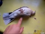 Ölü Takliti Yapan Güvercin