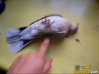 Ölü Takliti Yapan Güvercin