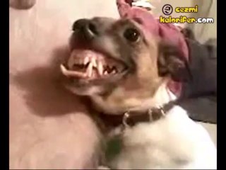 Dünyanın En Tatlı Köpeği