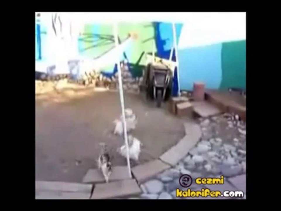 155 Tavuk İmdat (Dublajlı)