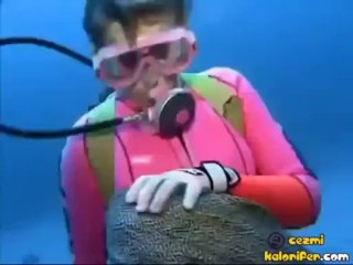 Evcil Müren Balığı