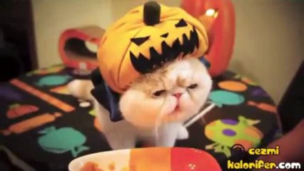 Balkabağı Kedi Canını Senin