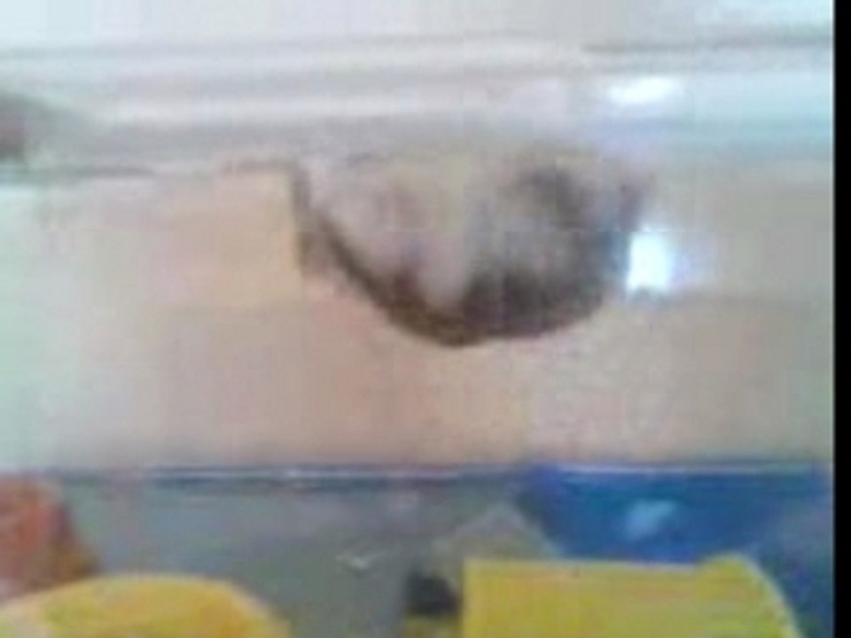 hamster de ouf