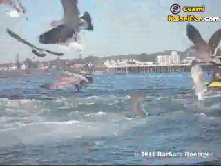 Neredeyse Balinaya Yem Olacaktı!