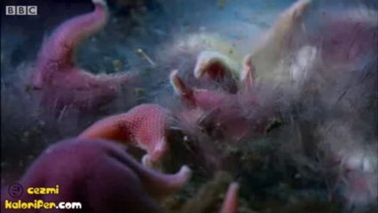 Güney Kutbu’nun Gizemi : Ölüm Sarkıtı İlk Kez Kamerada