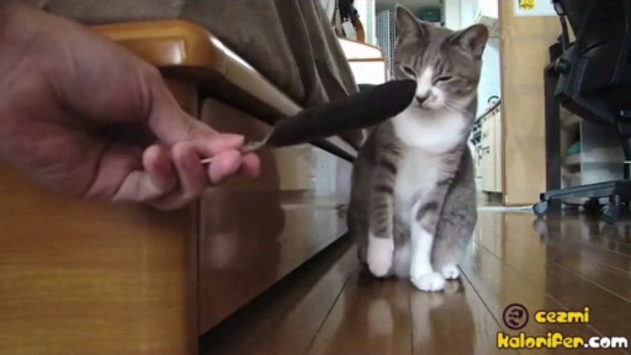 Kedi Ve Tüy