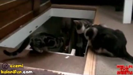 Arkadaşını Merdivenden Atan Hain Kedi