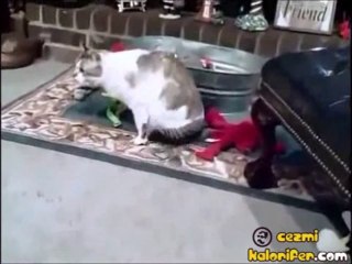 Kediden Atarı Yiyince Fıs Diye Sönen Köpek