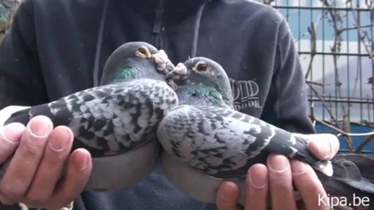 4 generacje ramsesa rodziny hodowla kulbacki hagen racing pigeons pombo colombe kyyhkynen tuvi pigeon taube gołąb حمامة Dove pëllumb աղավնի göyərçin uso ঘুঘু golub гълъб salampati 鴿子 kolombo racing pigeons golebie pocztowe sportowe loty barcelona mistrz