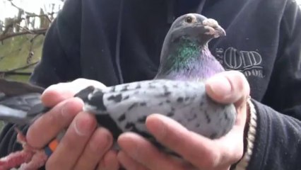 DZIADEK RAMSESA KULBACKI salampati 鴿子 kolombo racing pigeons golebie pocztowe sportowe loty barcelona mistrz oddzialu okregu brieftaube internet taubenschlag kurciya ti pijon ડવ περιστέρι pombo colombe kyyhkynen tuvi pigeon taube gołąb حمامة Dove KULBACKI