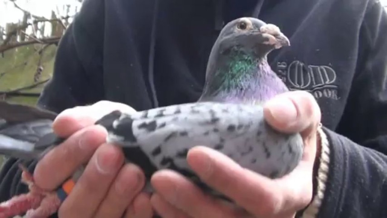 Dziadek ramsesa kulbacki salampati 鴿子 kolombo racing pigeons golebie pocztowe sportowe loty barcelona mistrz oddzialu okregu brieftaube internet taubenschlag kurciya ti pijon ડવ περιστέρι pombo colombe kyyhkynen tuvi pigeon taube gołąb حمامة dove kulbacki
