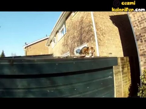 Phantom Kamerada Slowmotion Kedi Zıplaması