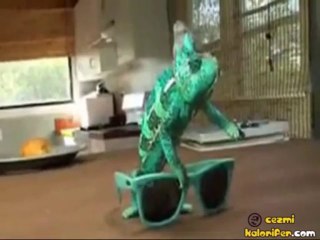 Gözlüklere Göre Renk Değiştiren Bukalemun