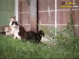 4 Kediye Birden Atar Koyan Fare Canını Senin