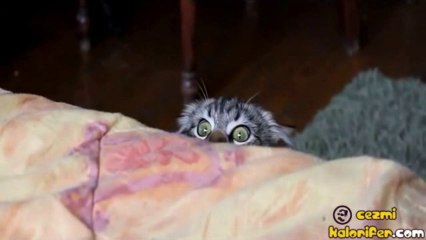 Inception Kedi Canını Senin