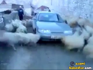 Koyunların Eğlenceli Sürü Psikolojisi :)