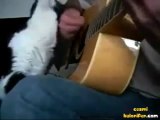 Sahibinin Gitar Çalışından Faydalanan Kedi Canını Senin