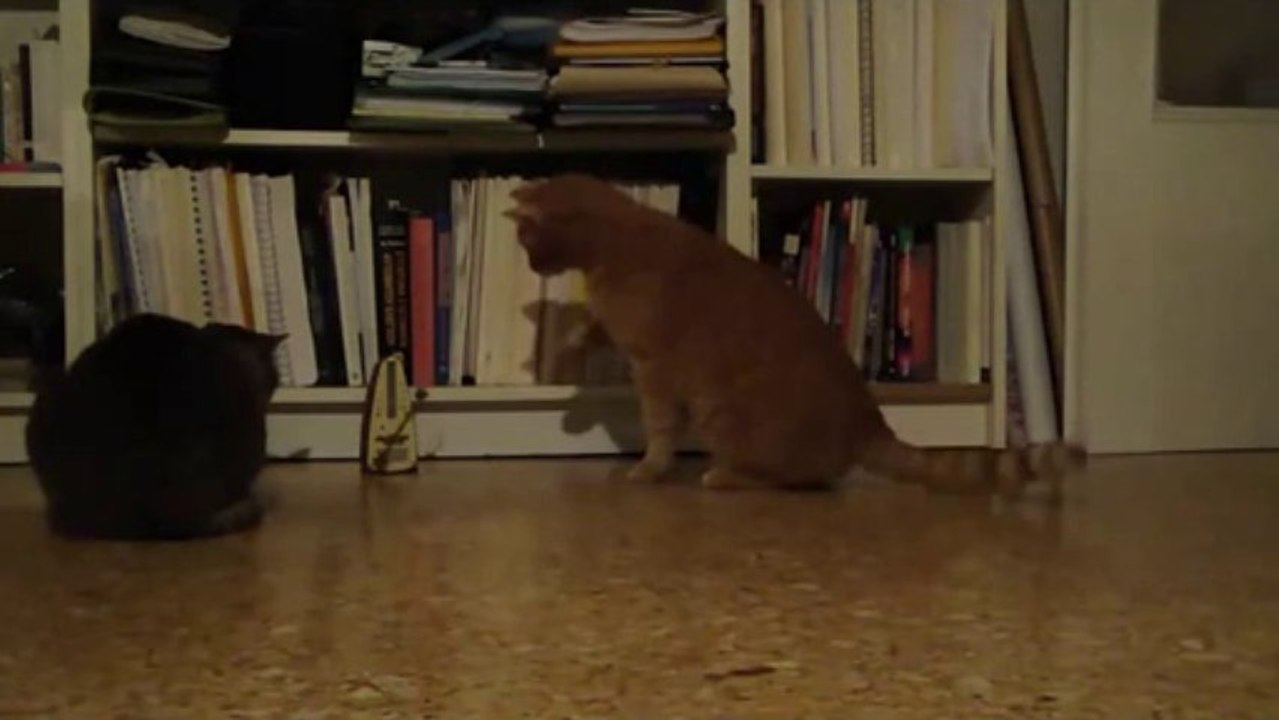 Kedinin Metronoma Tepkisi 2