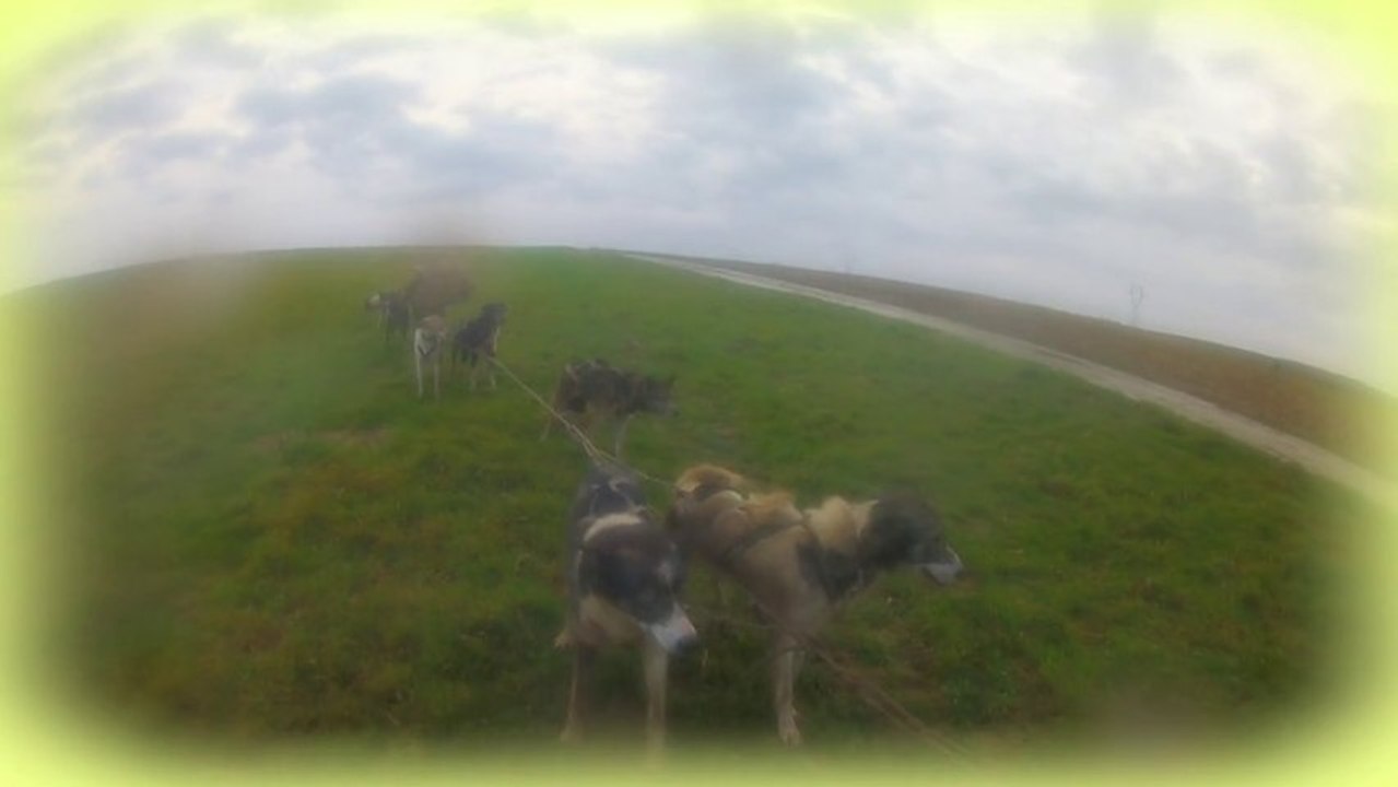 2014.01 Quad 13 chiens Norrland Husky