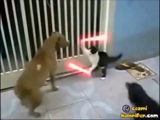 Jedi Kedi Canını Senin