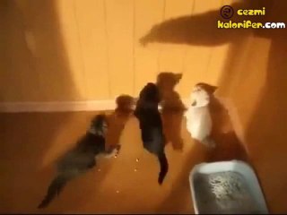 Gölgeye Saldıran Kedi Canınızı