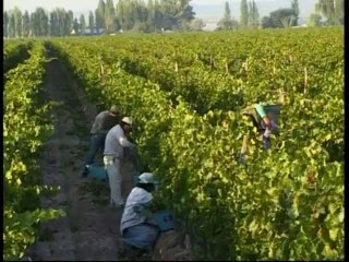 ABC Vino - Capitulo 2_ Factores de Calidad en el Viñedo(360p_DASH_H.264-AAC)