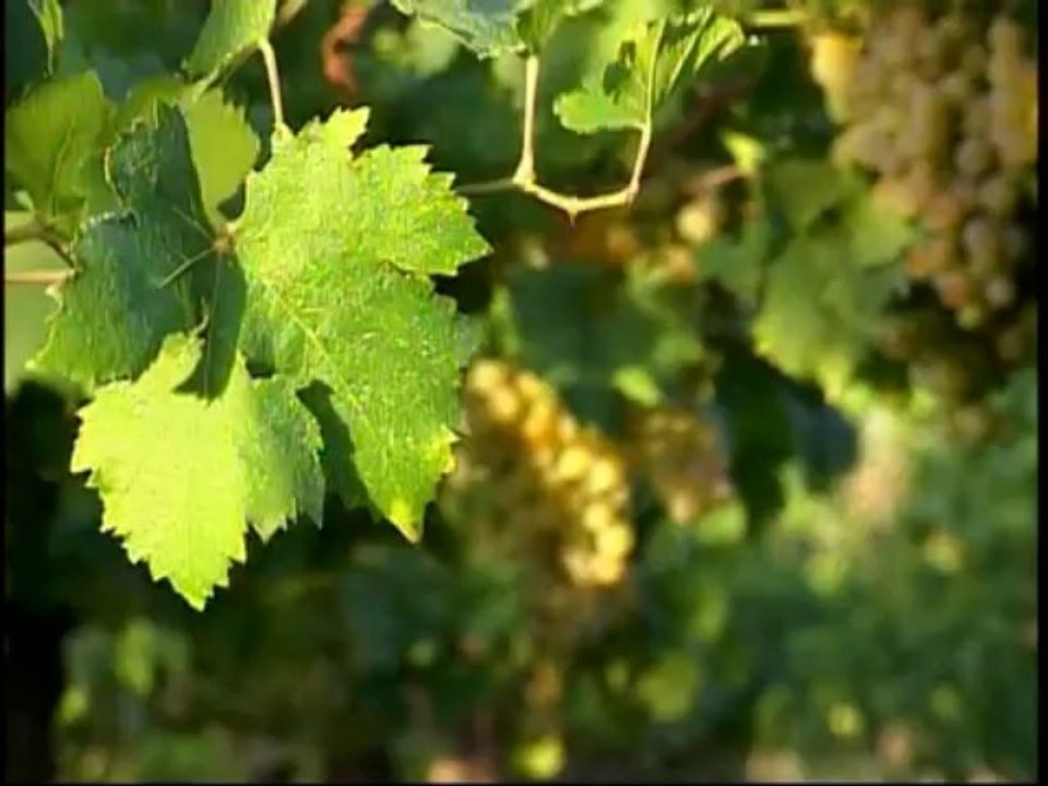 ABC Vinos - Capitulo 3_ La madurez de la uva y la cosecha(360p_DASH_H.264-AAC)