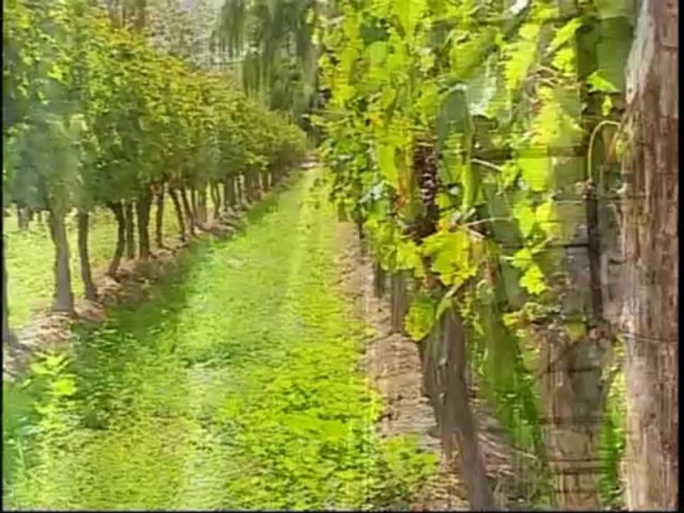 ABC Vinos - Capitulo 10_ Vinos Especiales(360p_DASH_H.264-AAC)