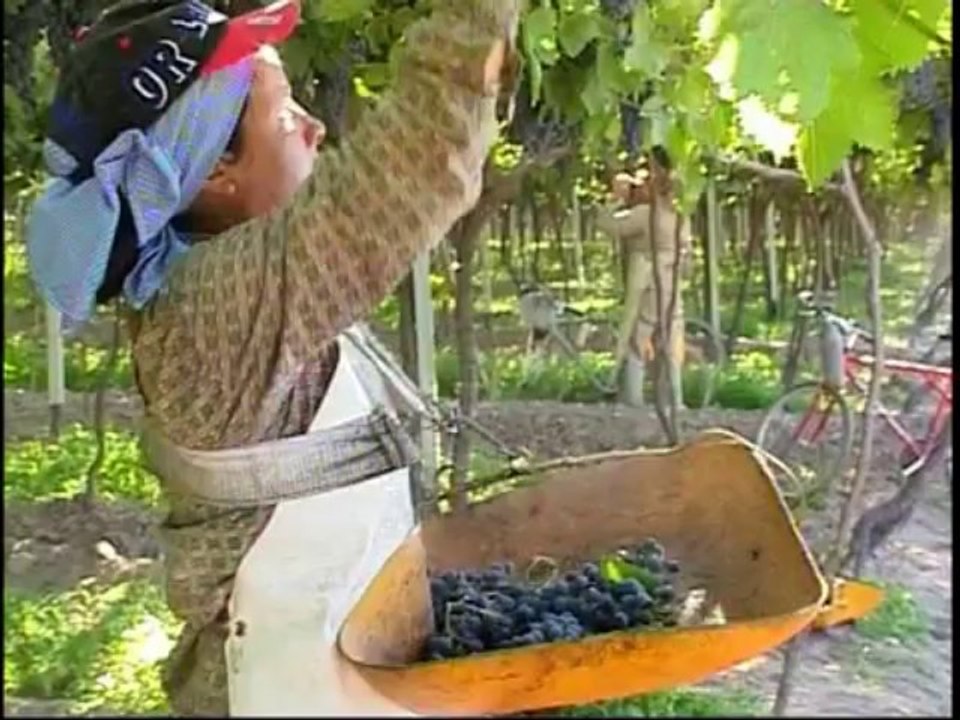 ABC Vinos - Capitulo 11_ La Cata(360p_DASH_H.264-AAC)