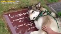 Sahibinin Mezarında Hıçkıra Hıçkıra Ağlayan Köpek