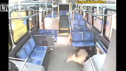 Otobüsün Camından Giren Geyik