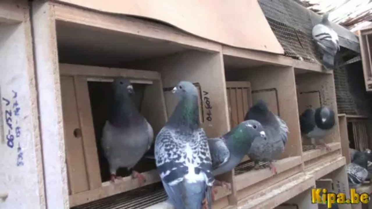 venkul veenstra kulbacki dolce vita przyjmujemy zamowienia na mlode VENKULE najlepsze golebie Dolce Vita x Championy Kulbacki Dove pëllumb աղավնի göyərçin uso ঘুঘু golub гълъб salampati 鴿子 kolombo racing pigeons golebie పావురము புறா kalapati paloma holubi