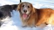 МОТИКА: Кучињата му се радуваат на новиот снег
