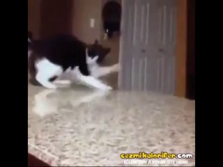 Smooth Criminal Kedi