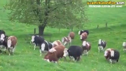 İlk Defa Güneş ve Doğayla Karşılaşan İnekler