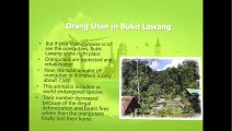 Bukit Lawang: between Orang Utans and adventures