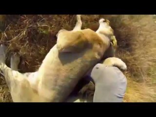 Aslanlarla Kanka Olan Adam