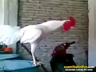 Tam Ötecekken Gülesi Gelen Horoz