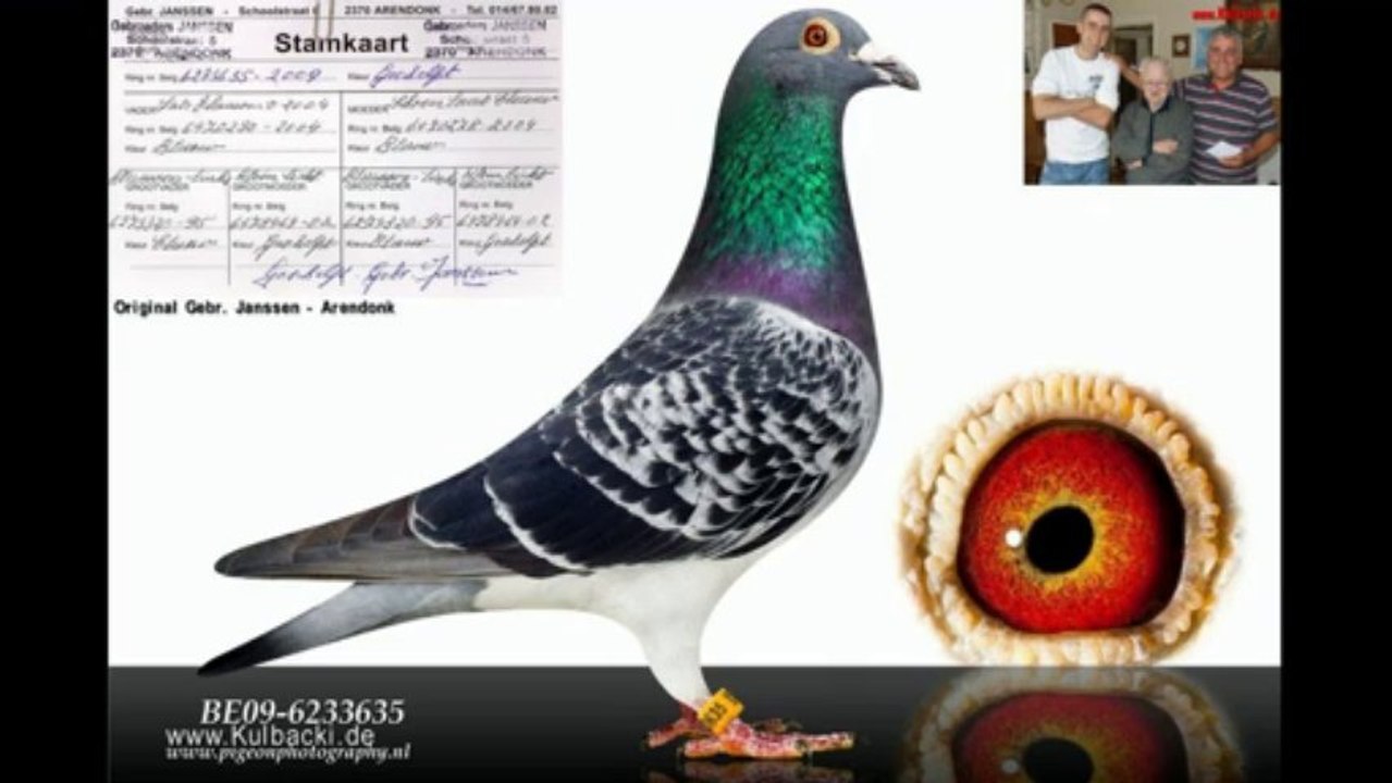 8370 aukcje golebi kulbacki ijuba chim cu đấ کبوتر galamb голуб güvercin นกพิราบ పావురము புறா kalapati paloma holubica голубица голубь porumbel ਘੁੱਗੀ فاخته duif тагтаа гулаб kukupa balandis balodis golubica 비둘기 ಡವ טויב 鳩 chol merpati tus nquab कबूतर יונה