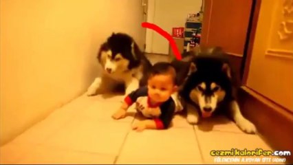 Bebek Emeklemesi Taklidi Yapan Sibirya Kurtları