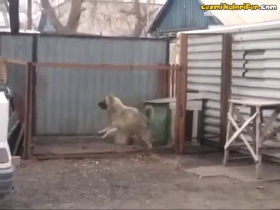 Modern Talking İle Çoşan Köpek