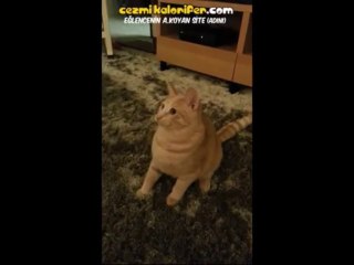 Oyuncağı Görünce Kendini Titreşime Alan Kedi