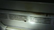 German Cockroaches in a Port Charlotte FL Foreclosed Home