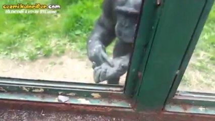 Hayvanat Bahçesinden Kaçmak İçin Yardım İsteyen Maymun