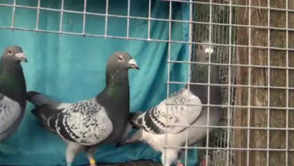 oryginaly de klak janssen arendonk golebie pocztowe belgia belgium kulbacki germany ijuba chim cu đấ کبوتر galamb голуб güvercin นกพิราบ పావురము புறா kalapati paloma holubica голубица голубь porumbel ਘੁੱਗੀ فاخته duif тагтаа гулаб kukupa balandis balodis