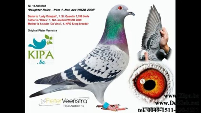 3 na dachu golebie tauben pigeon veenstra dolce vita special blue pipa aukcja kulbacki germany porumbel ਘੁੱਗੀ فاخته duif тагтаа гулаб kukupa balandis balodis golubica 비둘기 ಡವ טויב 鳩 chol merpati tus nquab कबूतर יונה kurciya ti pijon ડવ περιστέρι pombo colo