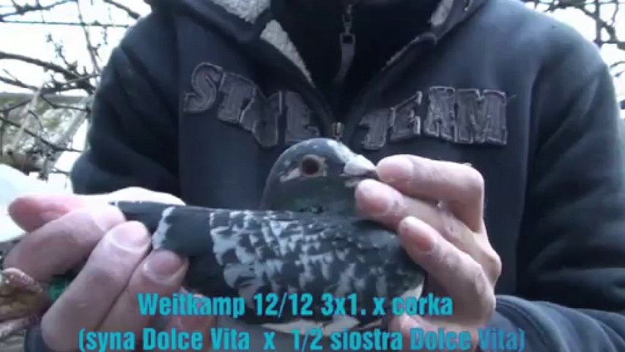 7405,7313, dolce vita veenstra kulbacki pigeon golebie najlepsze ptaki europy ijuba chim cu đấ کبوتر galamb голуб güvercin นกพิราบ పావురము புறா kalapati paloma holubica голубица голубь porumbel ਘੁੱਗੀ فاخته duif тагтаа гулаб kukupa balandis balodis golubi
