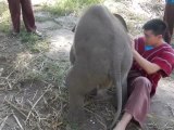 Adorable Baby Elephant Loves Cuddling!