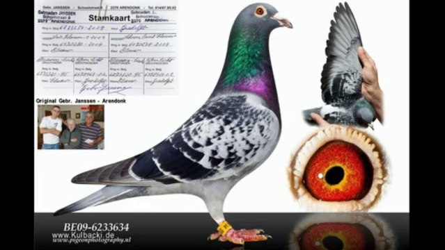 6874 голубь porumbel ਘੁੱਗੀ فاخته duif тагтаа гулаб kukupa balandis balodis golubica 비둘기 ಡವ טויב 鳩 chol merpati tus nquab कबूतर יונה kurciya ti pijon ડવ περιστέρι pombo colombe kyyhkynen tuvi pigeon taube gołąb حمامة Dove pëllumb աղավնի göyərçin uso ঘুঘু g