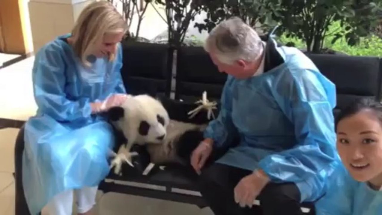 Pairi Daiza aura Hao Hao, qui vient d’être élu "plus beau panda du monde"